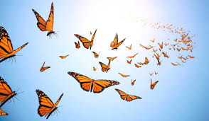 monarchs-sky